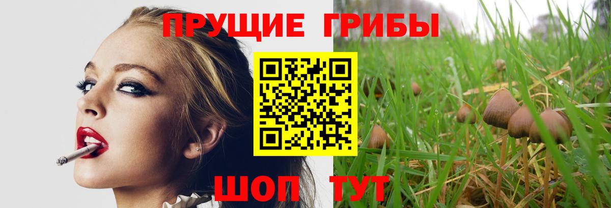 Галлюциногенные грибы Cubensis Санкт-Петербург